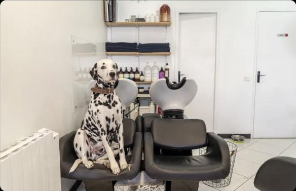 La mascotte du salon